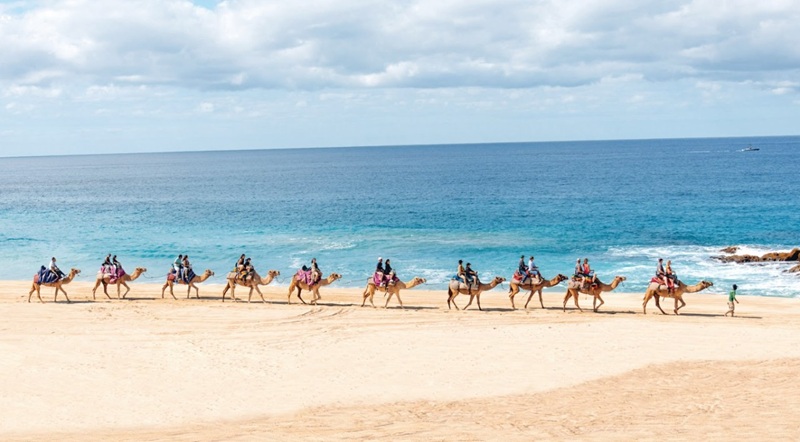 Camellos en Los Cabos - Imagen 2