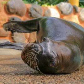 Lobos marinos en Puerto Vallarta