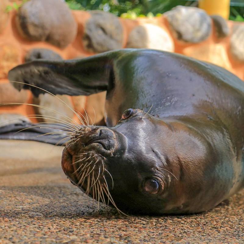 Lobos marinos en Puerto Vallarta