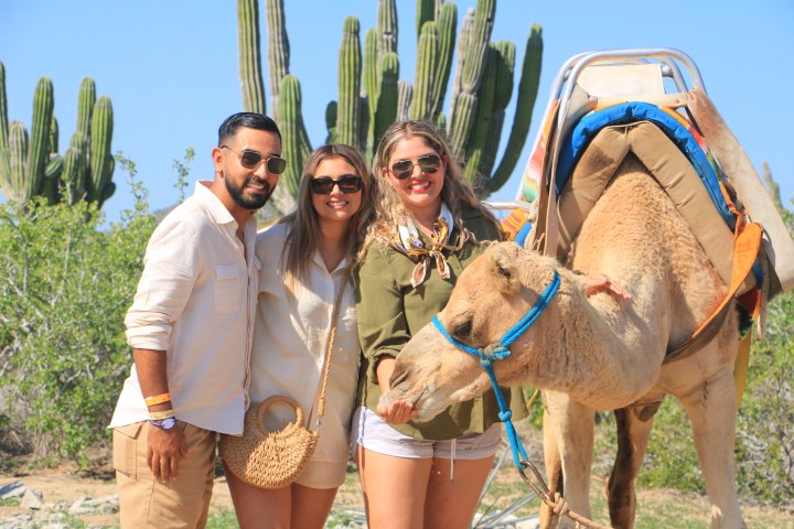 Camellos en Los Cabos