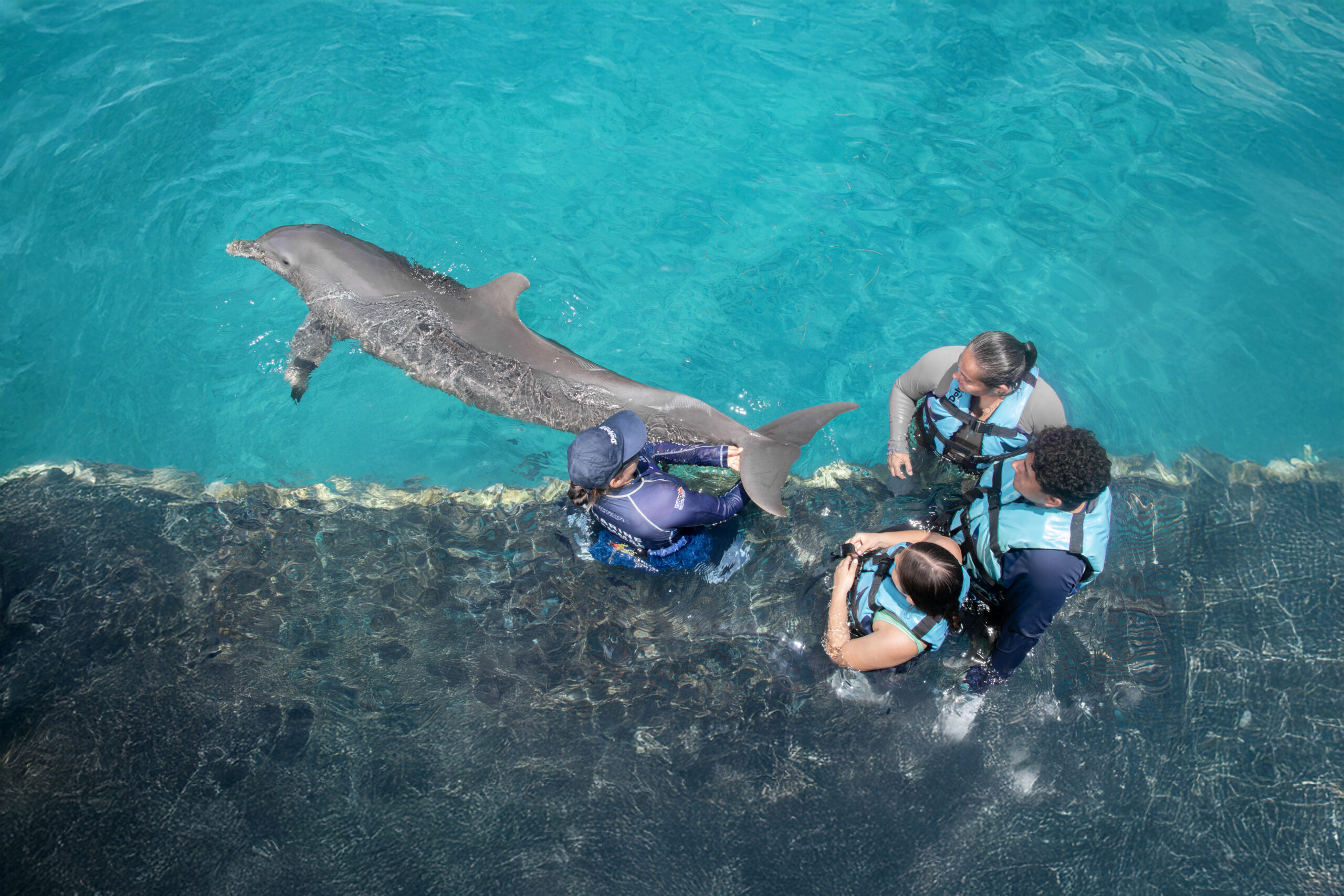 Delfines en Cancún - Imagen 2