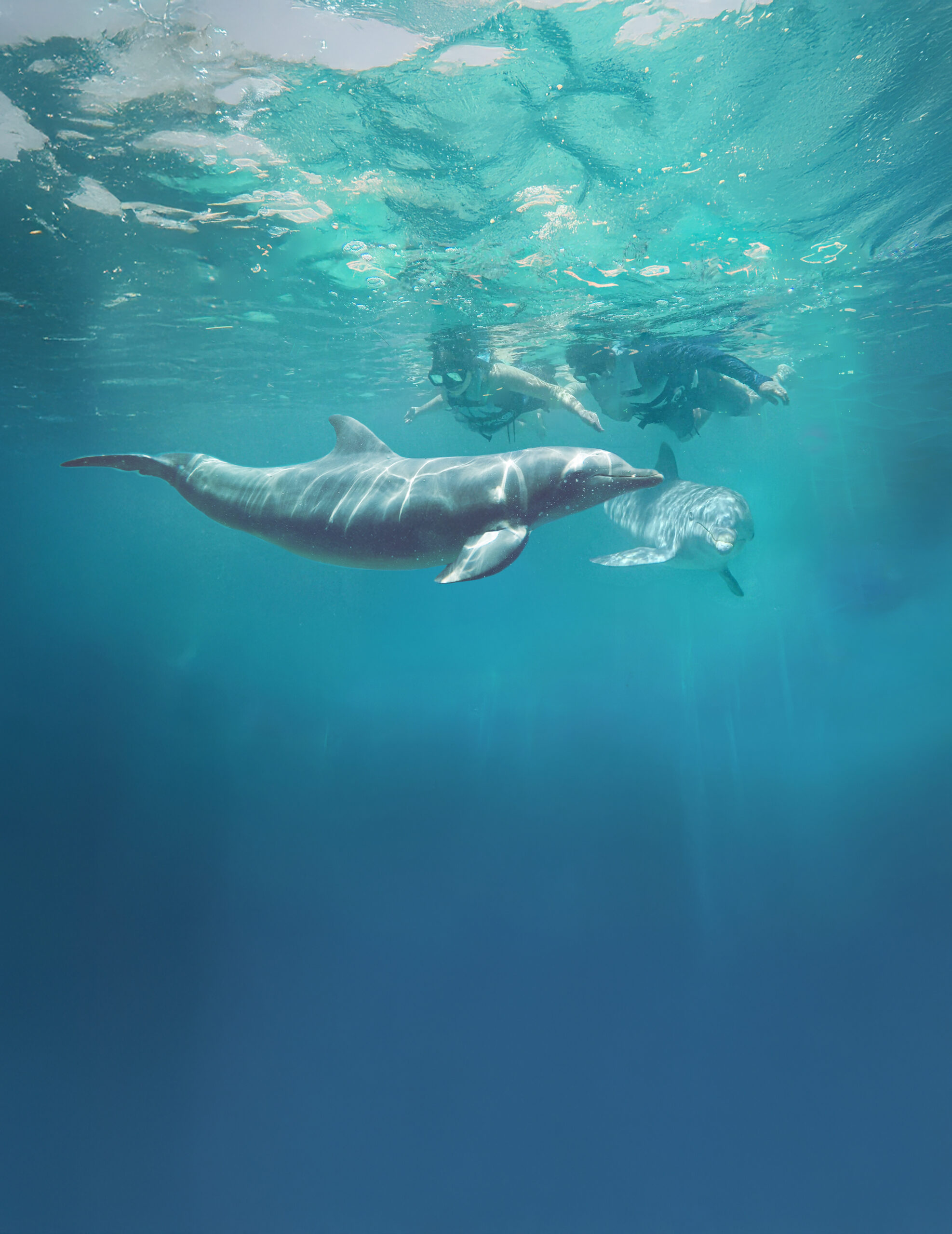 Delfines en Cancún - Imagen 3